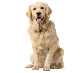 mascotas
